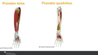 Pronator teres Pronator quadratus
 