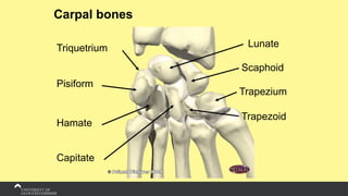 Carpal bones
Triquetrium
Pisiform
Hamate
Capitate
Lunate
Scaphoid
Trapezium
Trapezoid
 