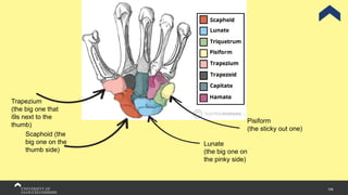 106
Lunate
(the big one on
the pinky side)
Scaphoid (the
big one on the
thumb side)
Trapezium
(the big one that
i9s next to the
thumb)
Pisiform
(the sticky out one)
 