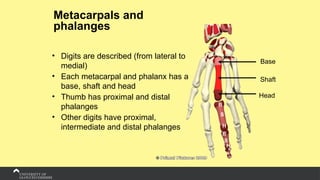 Metacarpals and
phalanges
• Digits are described (from lateral to
medial)
• Each metacarpal and phalanx has a
base, shaft and head
• Thumb has proximal and distal
phalanges
• Other digits have proximal,
intermediate and distal phalanges
Base
Shaft
Head
B
S
H
B
S
H
B
S
H
 