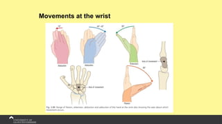 Movements at the wrist
 