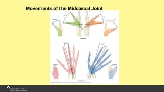 Movements of the Midcarpal Joint
 