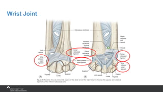 Wrist Joint
 