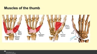 Muscles of the thumb
 