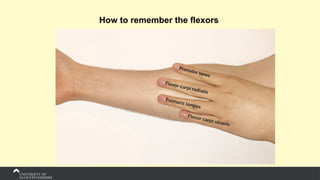 How to remember the flexors
 