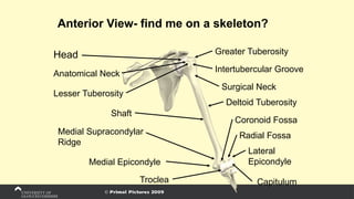 Anterior View- find me on a skeleton?
Head
Anatomical Neck
Lesser Tuberosity
Shaft
Medial Supracondylar
Ridge
Medial Epicondyle
Greater Tuberosity
Intertubercular Groove
Surgical Neck
Deltoid Tuberosity
Radial Fossa
Lateral
Epicondyle
Capitulum
Coronoid Fossa
Troclea
 