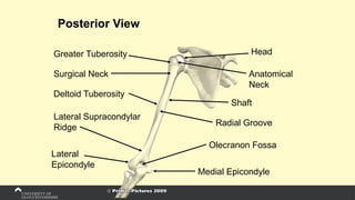 Posterior View
Head
Anatomical
Neck
Shaft
Lateral Supracondylar
Ridge
Medial Epicondyle
Greater Tuberosity
Surgical Neck
Deltoid Tuberosity
Radial Groove
Lateral
Epicondyle
Olecranon Fossa
 