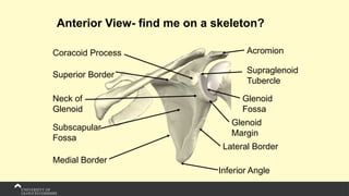 Anterior View- find me on a skeleton?
Acromion
Glenoid
Fossa
Glenoid
Margin
Subscapular
Fossa
Coracoid Process
Superior Border
Lateral Border
Medial Border
Inferior Angle
Neck of
Glenoid
Supraglenoid
Tubercle
 
