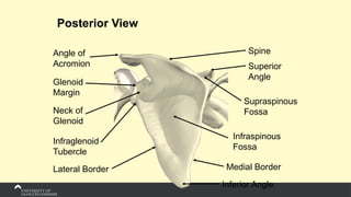 Posterior View
Spine
Superior
Angle
Supraspinous
Fossa
Lateral Border Medial Border
Angle of
Acromion
Neck of
Glenoid
Infraglenoid
Tubercle
Inferior Angle
Infraspinous
Fossa
Glenoid
Margin
 