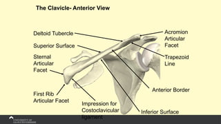 The Clavicle- Anterior View
Acromion
Articular
Facet
Trapezoid
Line
First Rib
Articular Facet
Deltoid Tubercle
Anterior Border
Sternal
Articular
Facet
Inferior Surface
Superior Surface
Impression for
Costoclavicular
ligament
 