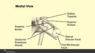 Medial View
Deltiod
Tubercle
Superior
Surface
Posterior
Border
First Rib Articular
Facet
Sternal
Articular Facet
Groove for
Subclavius
Muscle
 