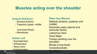 Muscles acting over the shoulder
Scapula Stabilisers
- Serratus Anterior
- Trapezius (upper, middle
and lower fibres)
- Rhomboids
Rotator cuff
- Supraspinatus
- Infraspinatus
- Teres minor
- Subscapularis
Other Key Movers
Deltoids (anterior, posterior and
middle)
Pectoralis major (sternal and
clavicular fibres)
Latissimus dorsi
Teres Major
Triceps (working over the
shoulder)
Biceps (Long head)
Coracobrachialis
Pec Minor
 