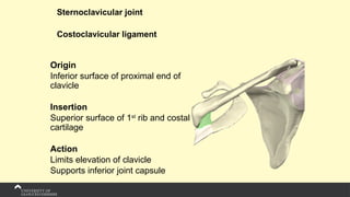 Sternoclavicular joint
Costoclavicular ligament
Origin
Inferior surface of proximal end of
clavicle
Insertion
Superior surface of 1st
rib and costal
cartilage
Action
Limits elevation of clavicle
Supports inferior joint capsule
 