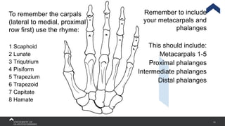 13
To remember the carpals
(lateral to medial, proximal
row first) use the rhyme:
1 Scaphoid
2 Lunate
3 Triqutrium
4 Pisiform
5 Trapezium
6 Trapezoid
7 Capitate
8 Hamate
Remember to include
your metacarpals and
phalanges
This should include:
Metacarpals 1-5
Proximal phalanges
Intermediate phalanges
Distal phalanges
 