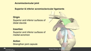 Acromioclavicular joint
Superior & inferior acromioclavicular ligaments
Origin
Superior and inferior surfaces of
distal clavicle
Insertion
Superior and inferior surfaces of
medial acromion
Action
Strengthen joint capsule
 