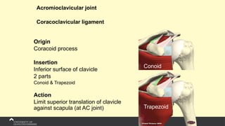 Acromioclavicular joint
Coracoclavicular ligament
Origin
Coracoid process
Insertion
Inferior surface of clavicle
2 parts
Conoid & Trapezoid
Action
Limit superior translation of clavicle
against scapula (at AC joint)
Conoid
Trapezoid
 