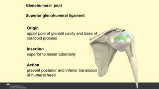 Glenohumeral joint
Superior glenohumeral ligament
Origin
upper pole of glenoid cavity and base of
coracoid process
Insertion
superior to lesser tuberosity
Action
prevent posterior and inferior translation
of humeral head
 