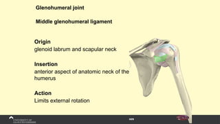 Glenohumeral joint
Middle glenohumeral ligament
Origin
glenoid labrum and scapular neck
Insertion
anterior aspect of anatomic neck of the
humerus
Action
Limits external rotation
 