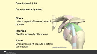 Glenohumeral joint
Coracohumeral ligament
Origin
Lateral aspect of base of coracoid
process
Insertion
Greater tuberosity of humerus
Action
Strengthens joint capsule in rotator
cuff interval
 