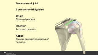 Glenohumeral joint
Coracoacromial ligament
Origin
Coracoid process
Insertion
Acromion process
Action
Prevent superior translation of
humerus
 