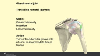 Glenohumeral joint
Transverse humeral ligament
Origin
Greater tuberosity
Insertion
Lesser tuberosity
Action
Turns inter-tubercular groove into
a tunnel to accommodate biceps
tendon
 