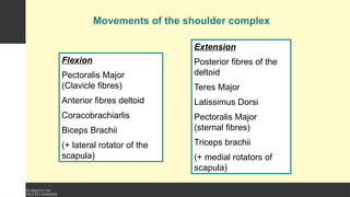 Movements of the shoulder complex
Flexion
Pectoralis Major
(Clavicle fibres)
Anterior fibres deltoid
Coracobrachiarlis
Biceps Brachii
(+ lateral rotator of the
scapula)
Extension
Posterior fibres of the
deltoid
Teres Major
Latissimus Dorsi
Pectoralis Major
(sternal fibres)
Triceps brachii
(+ medial rotators of
scapula)
 