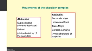 Movements of the shoulder complex
Abduction
Supraspinatus
(initiates abduction)
Deltoid
(+lateral rotators of
the scapular)
Adduction
Pectoralis Major
Latissimus Dorsi
Teres Major
Coracobrachiarlis
(+medial rotators of
scapula)
 