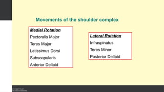 Movements of the shoulder complex
Medial Rotation
Pectoralis Major
Teres Major
Latissimus Dorsi
Subscapularis
Anterior Deltoid
Lateral Rotation
Infraspinatus
Teres Minor
Posterior Deltoid
 