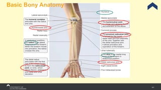 141
Basic Bony Anatomy
 