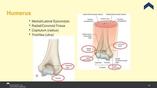 142
Humerus
 Medial/Lateral Epicondyle.
 Radial/Coronoid Fossa
 Capitulum (radius)
 Trochlea (ulna)
 