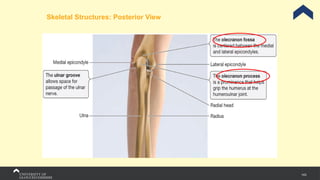 143
Skeletal Structures: Posterior View
 