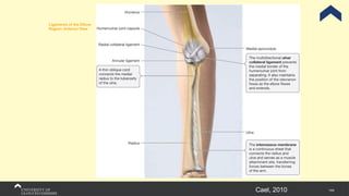 144
Cael, 2010
Ligaments of the Elbow
Region: Anterior View
 