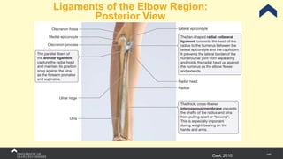145
Ligaments of the Elbow Region:
Posterior View
Cael, 2010
 