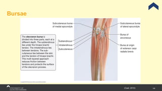 146
Bursae
(Cael, 2010)
 