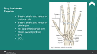 15
Bony Landmarks-
Palpation
• Bases, shafts and heads of
metacarpals
• Bases, shafts and heads of
phalanges
• 1st carpometacarpal joint
• Radio-carpal joint line
• RCL
• UCL
 
