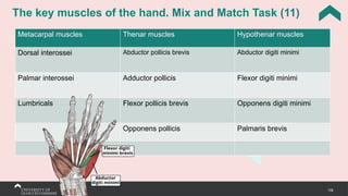 158
The key muscles of the hand. Mix and Match Task (11)
Metacarpal muscles Thenar muscles Hypothenar muscles
Dorsal interossei Abductor pollicis brevis Abductor digiti minimi
Palmar interossei Adductor pollicis Flexor digiti minimi
Lumbricals Flexor pollicis brevis Opponens digiti minimi
Opponens pollicis Palmaris brevis
 