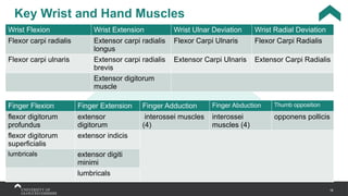 16
Key Wrist and Hand Muscles
Wrist Flexion Wrist Extension Wrist Ulnar Deviation Wrist Radial Deviation
Flexor carpi radialis Extensor carpi radialis
longus
Flexor Carpi Ulnaris Flexor Carpi Radialis
Flexor carpi ulnaris Extensor carpi radialis
brevis
Extensor Carpi Ulnaris Extensor Carpi Radialis
Extensor digitorum
muscle
Finger Flexion Finger Extension Finger Adduction Finger Abduction Thumb opposition
flexor digitorum
profundus
extensor
digitorum
interossei muscles
(4)
interossei
muscles (4)
opponens pollicis
flexor digitorum
superficialis
extensor indicis
lumbricals extensor digiti
minimi
lumbricals
 
