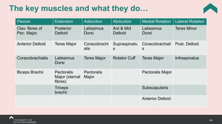 160
The key muscles and what they do…
Flexion Extension Adduction Abduction Medial Rotation Lateral Rotation
Clav. fibres of
Pec. Major.
Posterior
Deltoid
Latissimus
Dorsi
Ant & Mid
Deltoid
Latissimus
Dorsi
Teres Minor
Anterior Deltoid Teres Major Coracobrachi
alis
Supraspinatu
s
Coracobrachiali
s
Post. Deltoid
Coracobrachialis Latissimus
Dorsi
Teres Major Rotator Cuff Teres Major Infraspinatus
Biceps Brachii Pectoralis
Major (sternal
fibres)
Pectoralis
Major
Pectoralis Major
Triceps
brachii
Subscapularis
Anterior Deltoid
 