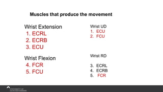 Wrist Extension
1. ECRL
2. ECRB
3. ECU
Wrist Flexion
4. FCR
5. FCU
Wrist UD
1. ECU
2. FCU
Wrist RD
3. ECRL
4. ECRB
5. FCR
Muscles that produce the movement
 