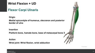 Wrist Flexion + UD
Flexor Carpi Ulnaris
Origin
Medial epicondyle of humerus, olecranon and posterior
border of ulna
Insertion
Pisiform bone, hamate bone, base of metacarpal bone 5
Action
Wrist joint: Wrist flexion, wrist adduction
18
 