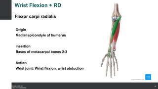 Wrist Flexion + RD
Flexor carpi radialis
Origin
Medial epicondyle of humerus
Insertion
Bases of metacarpal bones 2-3
Action
Wrist joint: Wrist flexion, wrist abduction
19
 