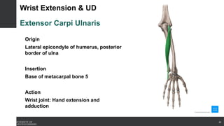 Wrist Extension & UD
Extensor Carpi Ulnaris
Origin
Lateral epicondyle of humerus, posterior
border of ulna
Insertion
Base of metacarpal bone 5
Action
Wrist joint: Hand extension and
adduction
20
 