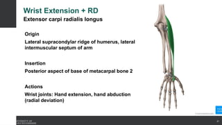 Wrist Extension + RD
Extensor carpi radialis longus
Origin
Lateral supracondylar ridge of humerus, lateral
intermuscular septum of arm
Insertion
Posterior aspect of base of metacarpal bone 2
Actions
Wrist joints: Hand extension, hand abduction
(radial deviation)
21
 