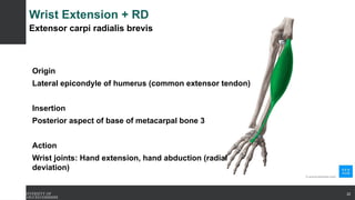 Wrist Extension + RD
Extensor carpi radialis brevis
Origin
Lateral epicondyle of humerus (common extensor tendon)
Insertion
Posterior aspect of base of metacarpal bone 3
Action
Wrist joints: Hand extension, hand abduction (radial
deviation)
22
 