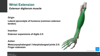 Wrist Extension
Extensor digitorum muscle
Origin
Lateral epicondyle of humerus (common extensor
tendon)
Insertion
Extensor expansions of digits 2-5
Action
Metacarpophalangeal / Interphalangeal joints 2-5:
Finger extension
23
 