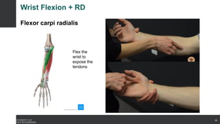 Wrist Flexion + RD
Flexor carpi radialis
26
Flex the
wrist to
expose the
tendons
 