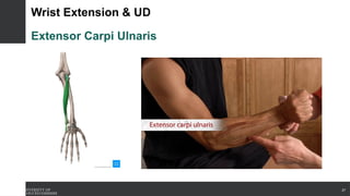 Wrist Extension & UD
Extensor Carpi Ulnaris
27
 