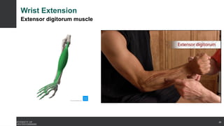 Wrist Extension
Extensor digitorum muscle
29
 