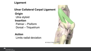Origin
Ulna styloid
Insertion
Palmar – Pisiform
Dorsal – Triquetrium
Action
Limits radial deviation
Ligament
Ulnar Collateral Carpal Ligament
 