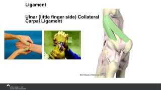 Ligament
Ulnar (little finger side) Collateral
Carpal Ligament
 
